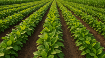 ChatGPT Image Aug 22, 2025, 02_01_07 PM