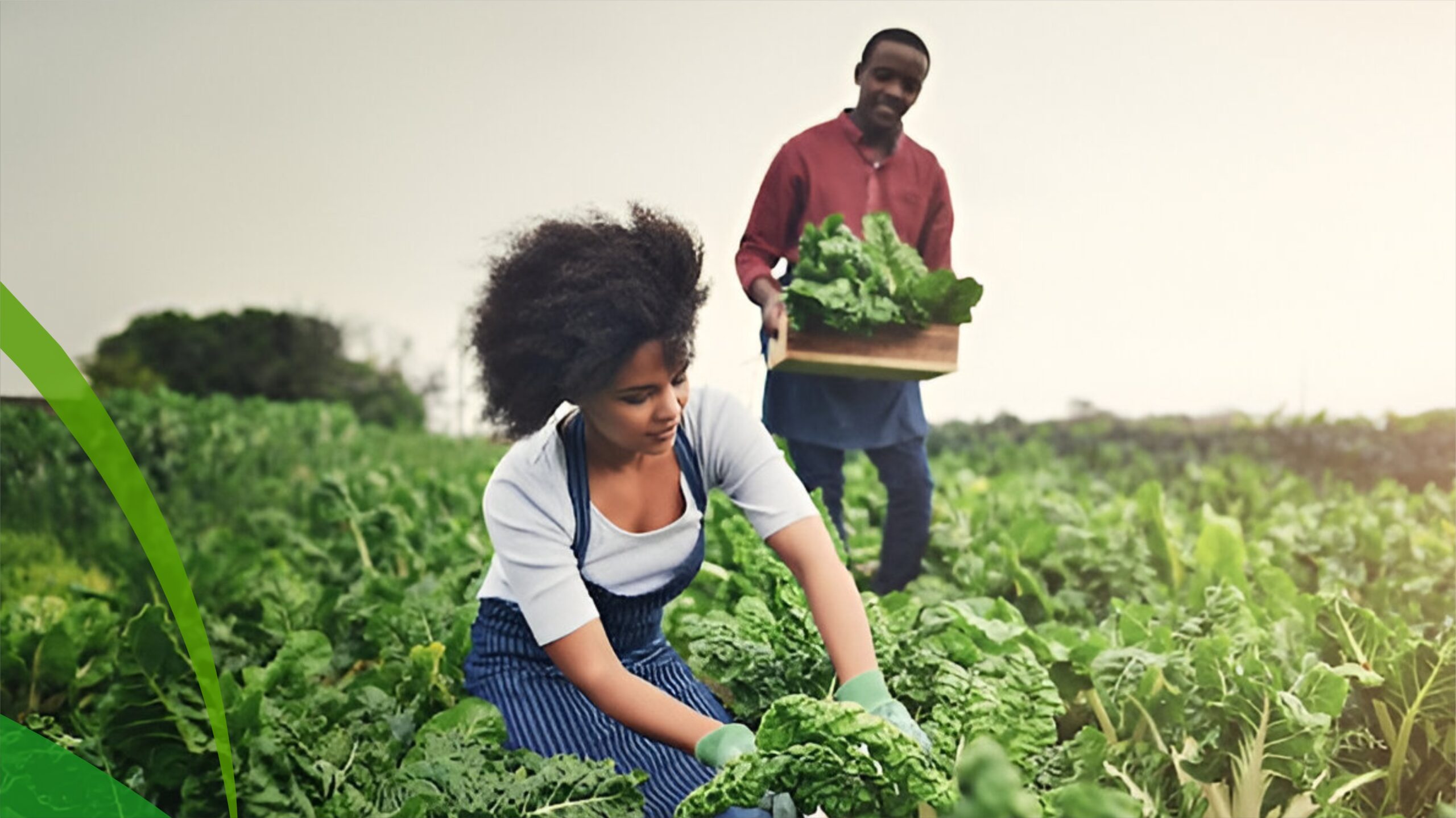 FARM MANAGEMENT_012748
