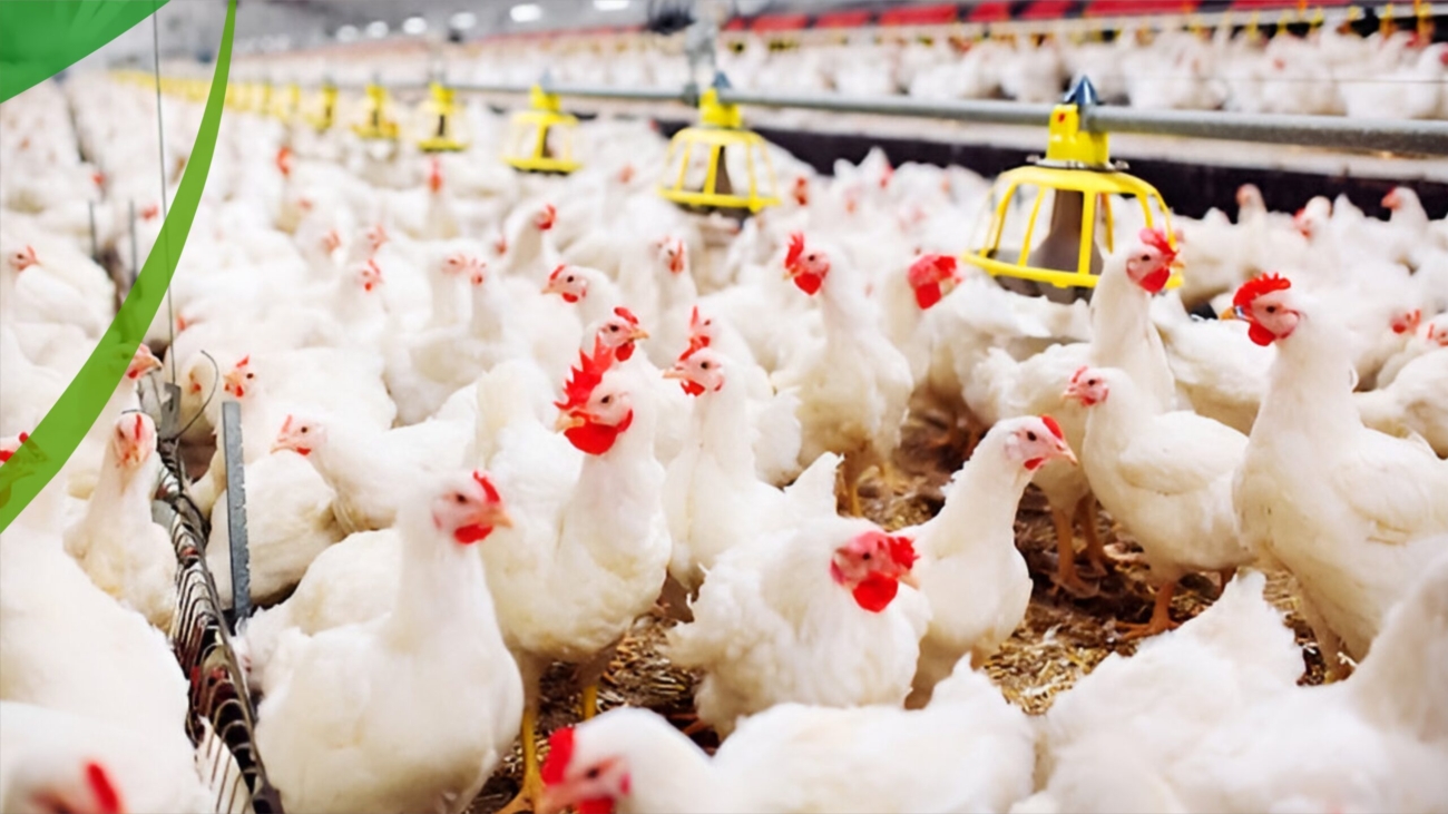 POULTRY FARMING_012401
