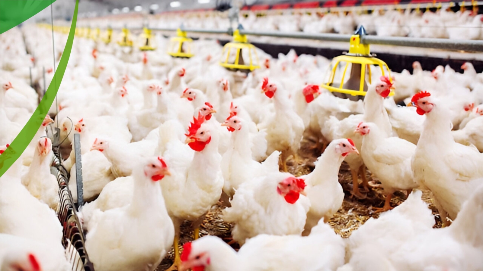 POULTRY FARMING_012401