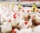 POULTRY FARMING_012401