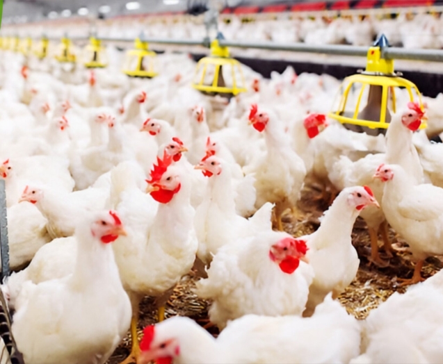 POULTRY FARMING_012401